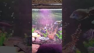 #africancichlids #african_cichlid #shorts #babies