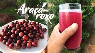 Araçá roxo em área urbana | ou Araçá una