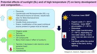 Grapevine berry development - Environmental and cultural impacts (A. Deloire et al., November 2020)