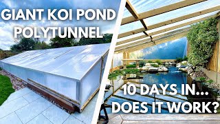 Winter-Proofing My Koi Pond: Polytunnel Results After 10 Days + Giveaway winner announced!