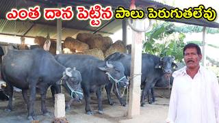 అనుకున్న పాలిస్తలేవు open grazing dairy farm @MalleshAdla