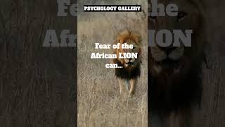 FEAR of the African LION can do THIS!!!👀#shorts #shortsvideo #motivation #psychology