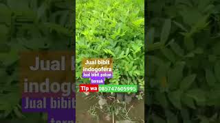 jual bibit indigofera pakanternak TLP wa 085647605995 #tanaman #pohonpakanternak