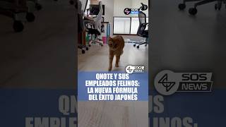 Gatos: La nueva fórmula del éxito de esta empresa japonesa #noticias #gatos #productividad #news