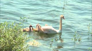 Cygne tuberculé (Cygnus olor) au Lac du Der (France)