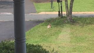 rabbit washing itself like a cat