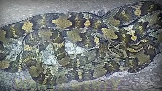 3 snake botrops x serpiente culebra tilcuate veneno mordida lanza hojas secas masacuate negro víbora