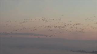 Grues cendrées avec Antoine Cubaixo Guide ornithologue