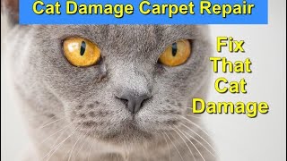 CAT CARPET DAMAGE