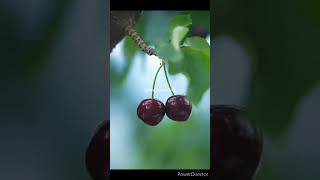 Beautiful Nature with Rural life~fresh fruits#rurallife#nature#shorts#animalmovie#animalmoviesong