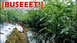 (KEREN ABIS!) Bahagianya ngelihat kebun cabe super keren ini.