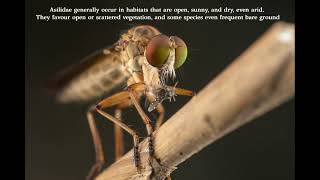 Robber Fly in Macro Photography