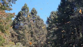 Migration of Monarch butterflies. Mexico.