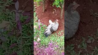 AYAM DAN ANAK AYAM