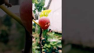 PETIK BUAH TIN, walaupun ukurannya kecil tapi bisa harvesting everyday #buahtin