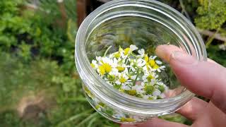 Harvesting chamomile! And how we will use it.