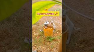 New Animals Video | Cat Video | Thirsty Cat | #shorts #cat