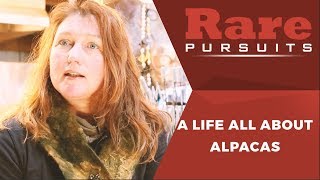 Artist and Alpaca farmer Holly Williams loves her job  | Rare Pursuits