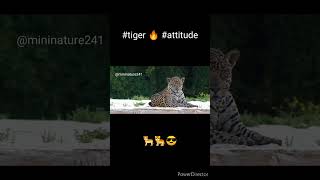 #tiger🔥#attitude#nature#status#shorts