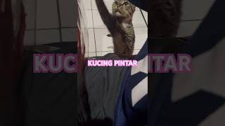 Ketika lagi makan dan ada kucing minta makanan kita #cat #catlover #kucingkampung #kucingpintar