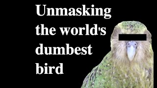 From Birdbrain to Legend: The World's Dumbest Bird