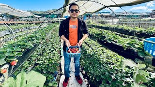 Ilang kilo kaya ng strawberry ang aming naharvest? #strawberry #farm #farming #farmer #nature