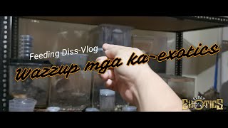 Wazzup mga ka Eksotiks? - Feeding Diss-Vlog #GEV47