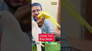 Colourful Ringneck parrots Tame n Talking Birds