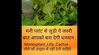 सुख समृद्धि के लिए MoneyPlant कहाँ और कैसे रखें | मनी प्लांट से जुड़ी ये बातें बना देंगी आप को धनवान