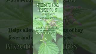 Stinging Nettle - Urtica dioica