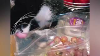 Cat can’t stop licking grape bag it’s TikiLecious ! #TuxedoCat