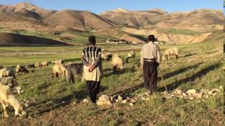 walking with Bakhtiari Shepherds, Koohrang, Iran