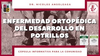 Medicina Veterinaria en 10 mins- Dr. Ansoleaga - Enfermedad Ortopédica del Desarrollo en potrillos