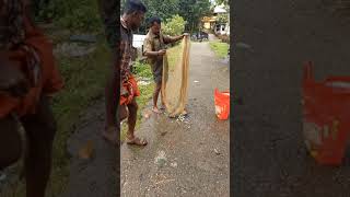 വല വീശിയപ്പോ കിട്ടിയതോ! Netfishing #fishingvideo #netfishing #flood