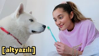 Köpek Sahiplendirirken Başımıza Gelenler! | HAFTALIK VLOG [Altyazılı]