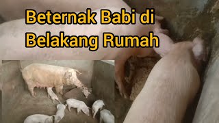 Beternak Babi di Belakang Rumah