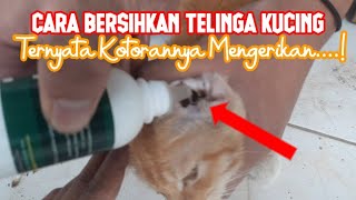 Cara Bersihkan Telinga Kucing. Kucing Terlantar ini Ternyata Telingnya...Mengerikaan.....!