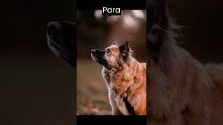 El increíble sentido del olfato de los perros  ¡Una habilidad sorprendente!