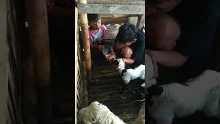 Susu anak perempuan besar di kasih ke kambing #shorts