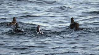 Harlequin Ducks