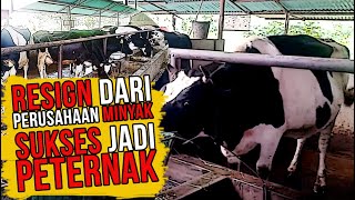 Peternakan Sapi Perah Modern! Wisata Edukasi di Lassy Dairy Farm.