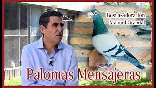 PALOMAS DESTACADAS.- Bosua-Adoración.- Manuel Grandal