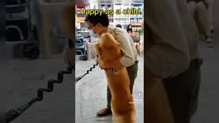 Dog not seen owner in years!