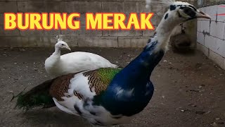 SUARA AYAM MERAK II SUARA BURUNG MERAK!! BURUNG MERAK INDIA II mempunyai tubuh besar melebihi ayam