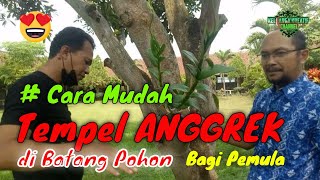 Cara Tempel Anggrek di Pohon