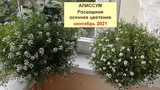 Алиссум. Роскошное осеннее цветение ароматного облака.