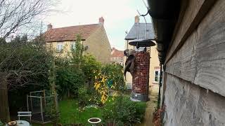 LONG TAILED TITS - 2.7K (1440p) WITH SOUND