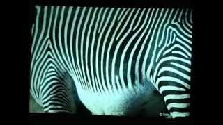 Grevy's Zebra Trust