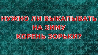 Нужно ли выкапывать на зиму корень зорьки