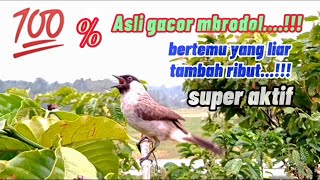 pikat burung kutilang terbaik ampuh cocok buat mikat, cocok juga untuk pancingan